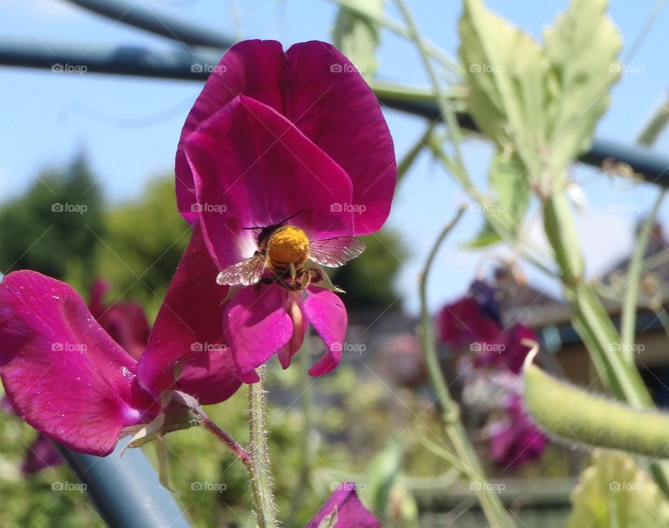 Sweet pea's pollinator 