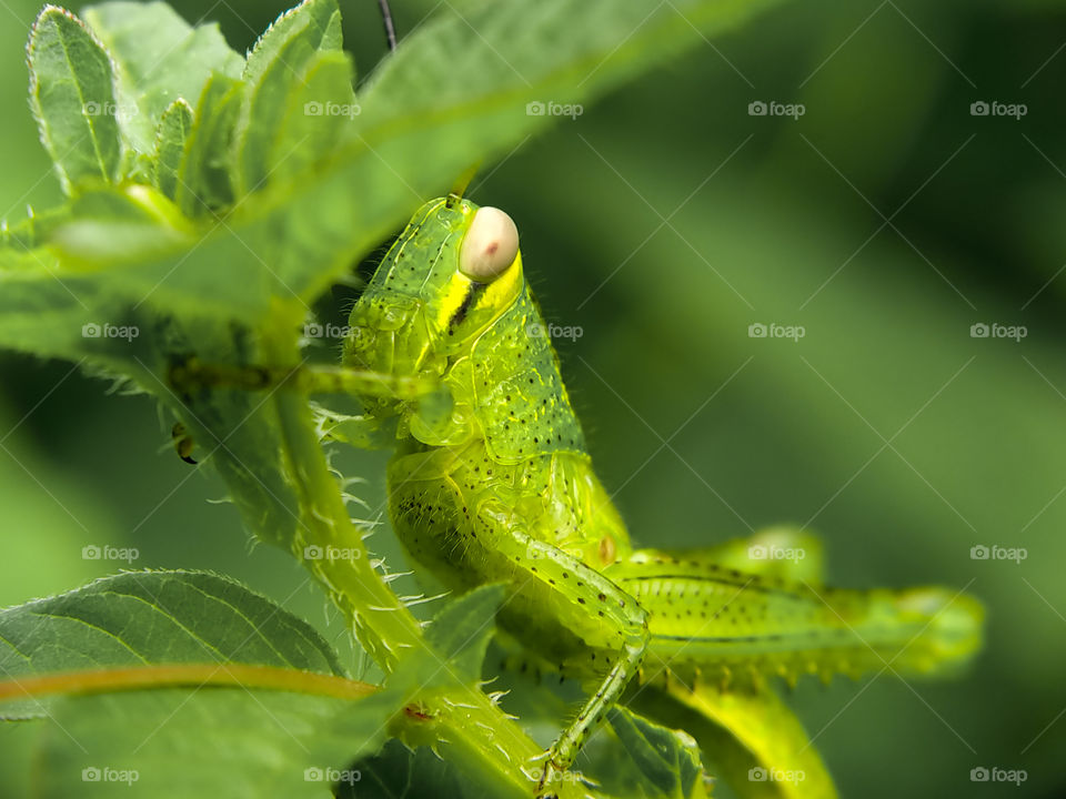 Oh no, you have found my hiding, this green grasshopper said. It tried to be scalped with the leaves. Can you hear its words? If not, be grateful. You are not a grasshopper.