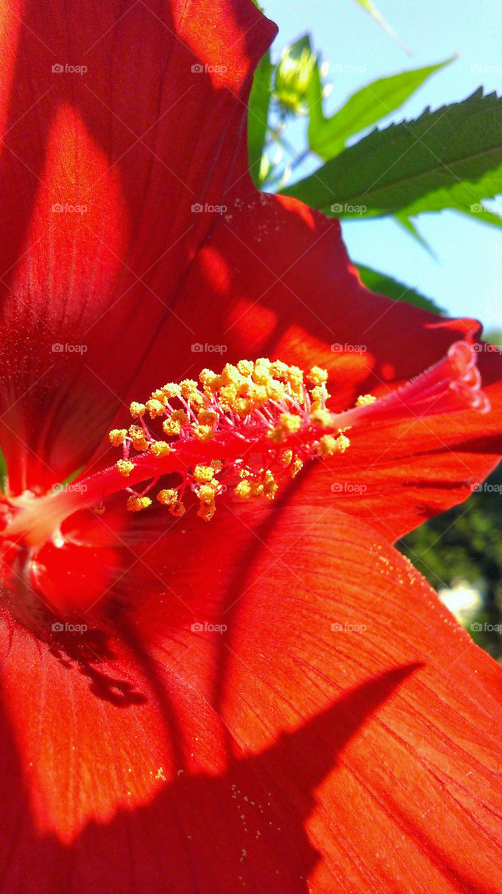 Red hibiscus flower macro