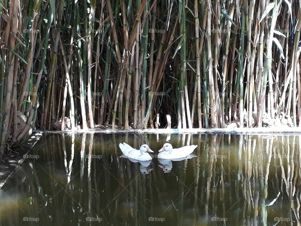 Two young white ducks in a mirror pond
