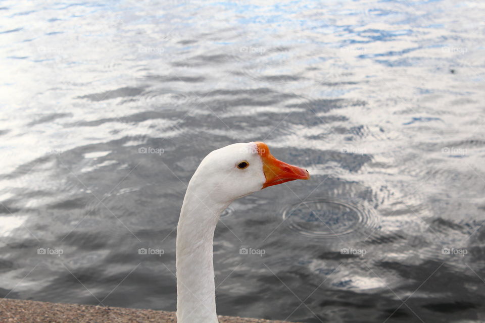 goosehead