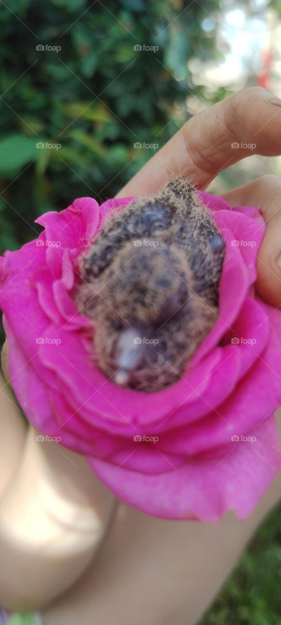 little bird in the colorful nest cute