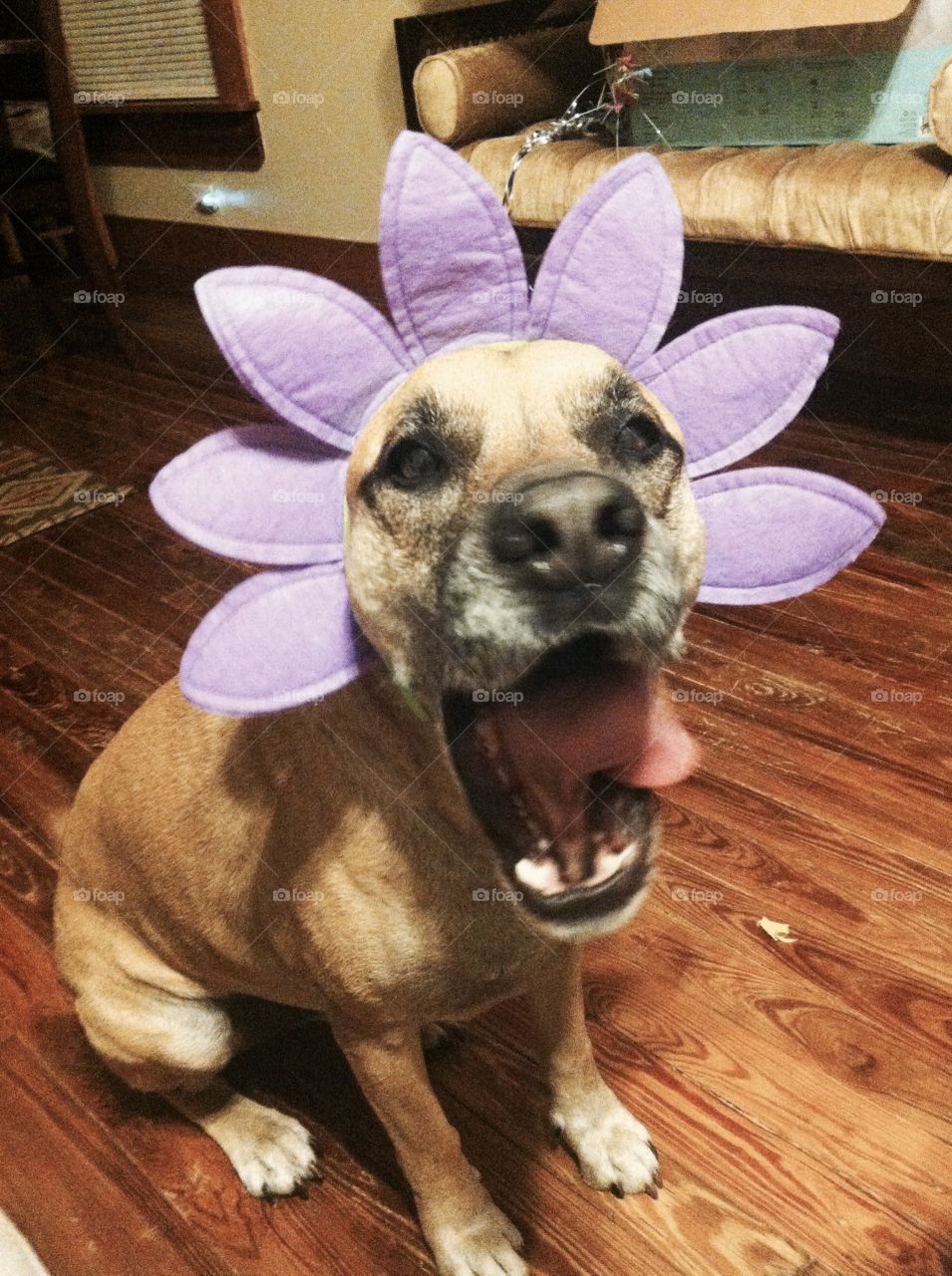 Easter pup!