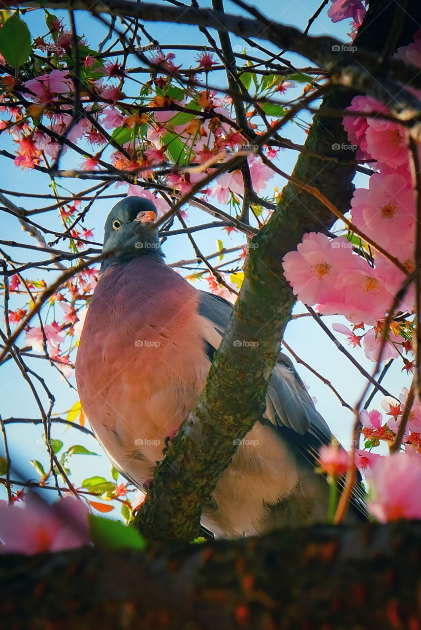 Pigeon sitting in a cherryblossom tree