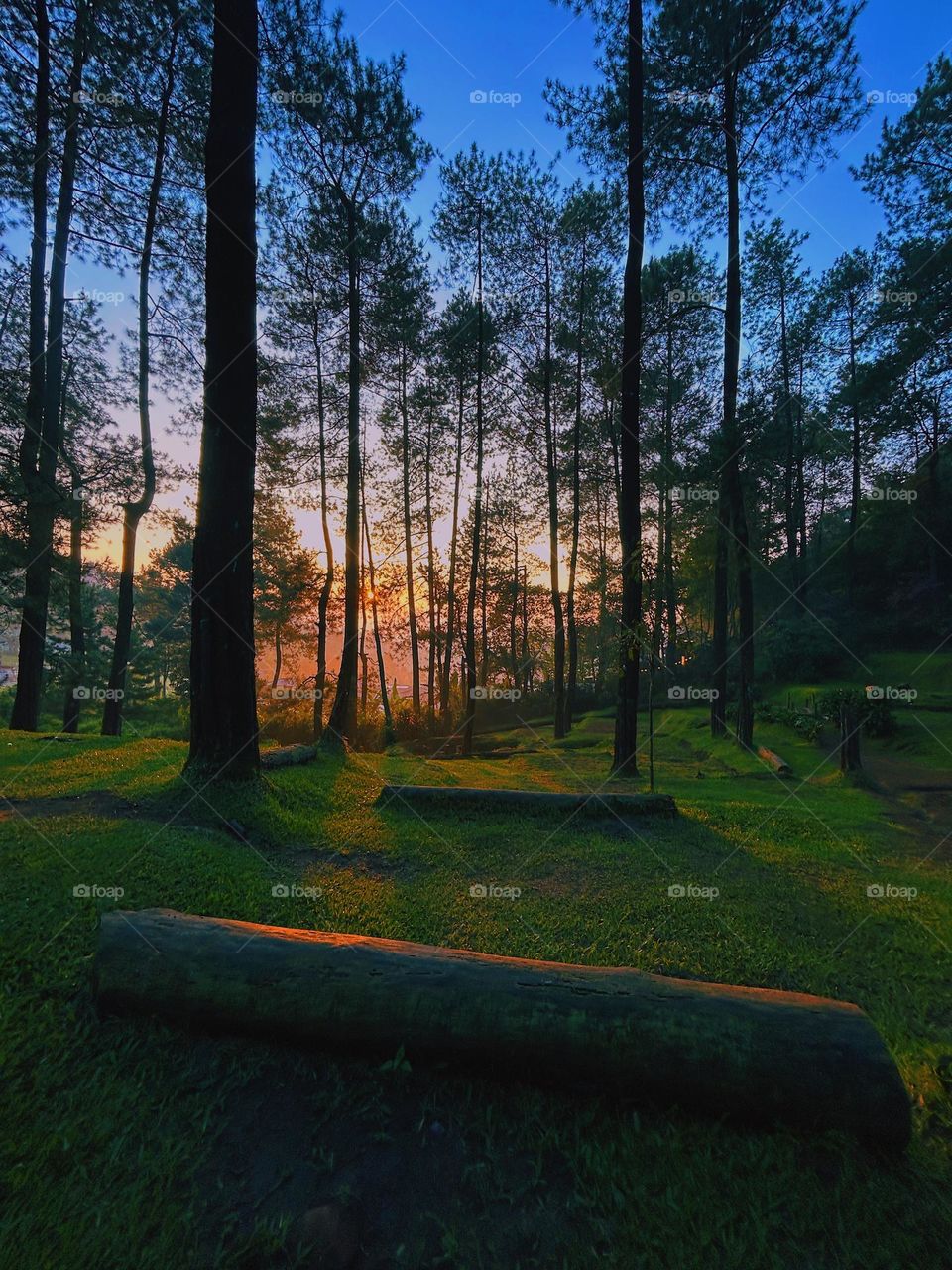 beautiful sunrise from the pine forest