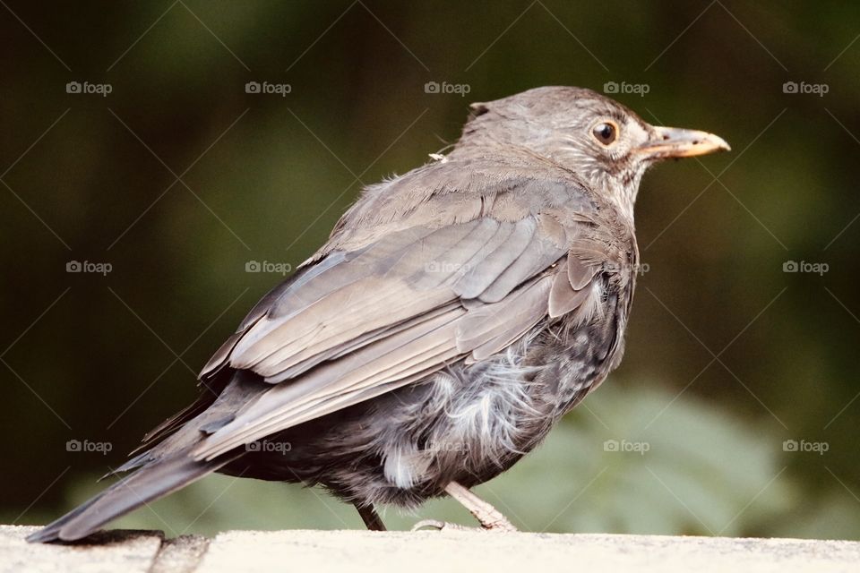 female blackbird on the wall