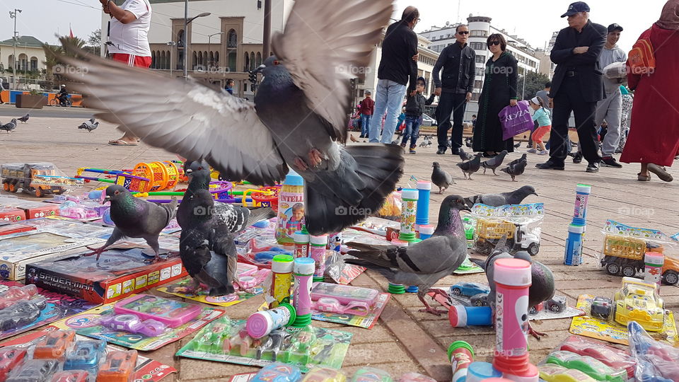 Nice shot . When the dove plays with children's toys. World of the dove