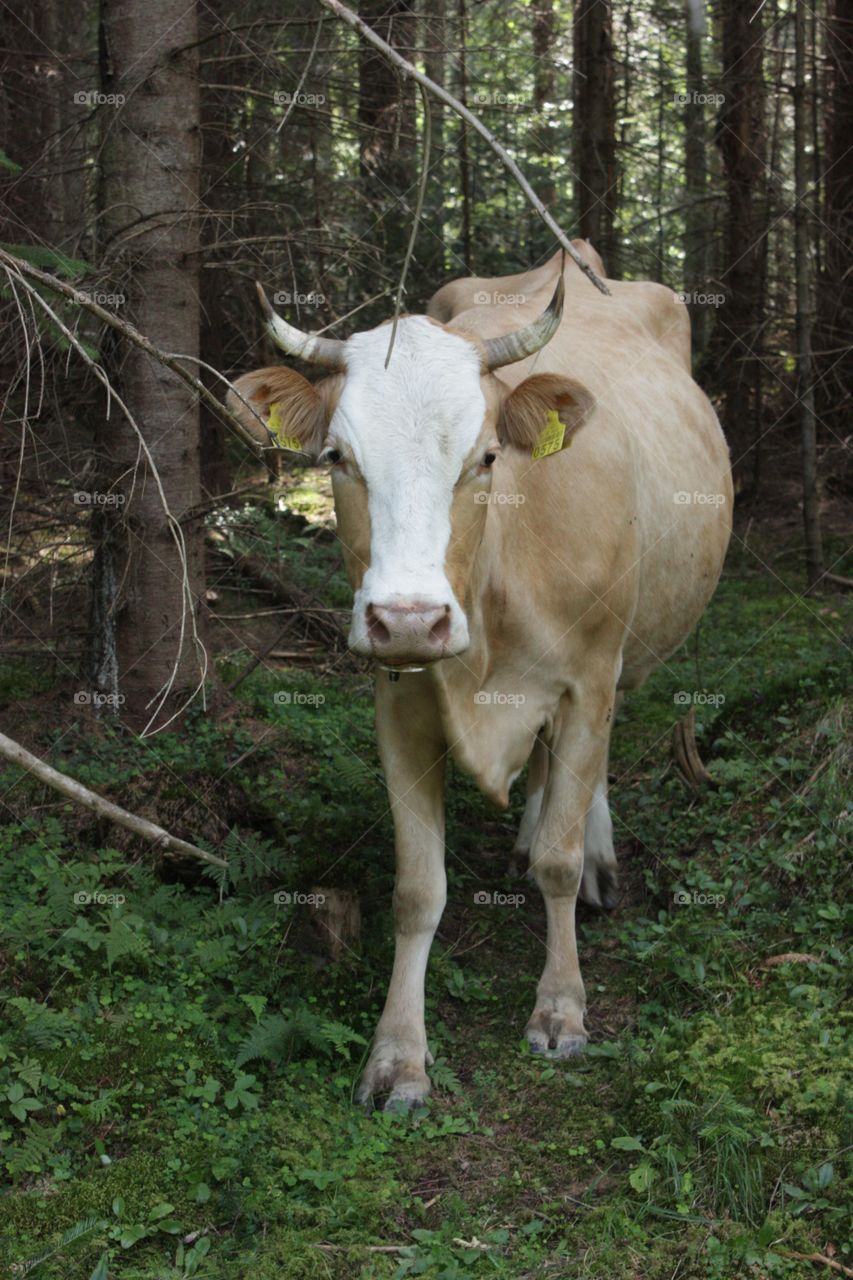 Mammal, Wood, Farm, Nature, Cow