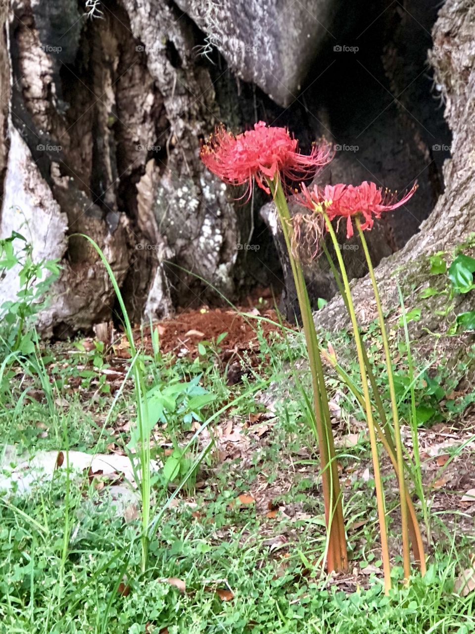 Spider lily flowers