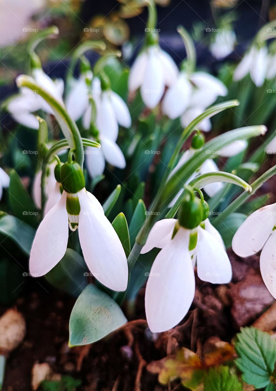 snowdrop