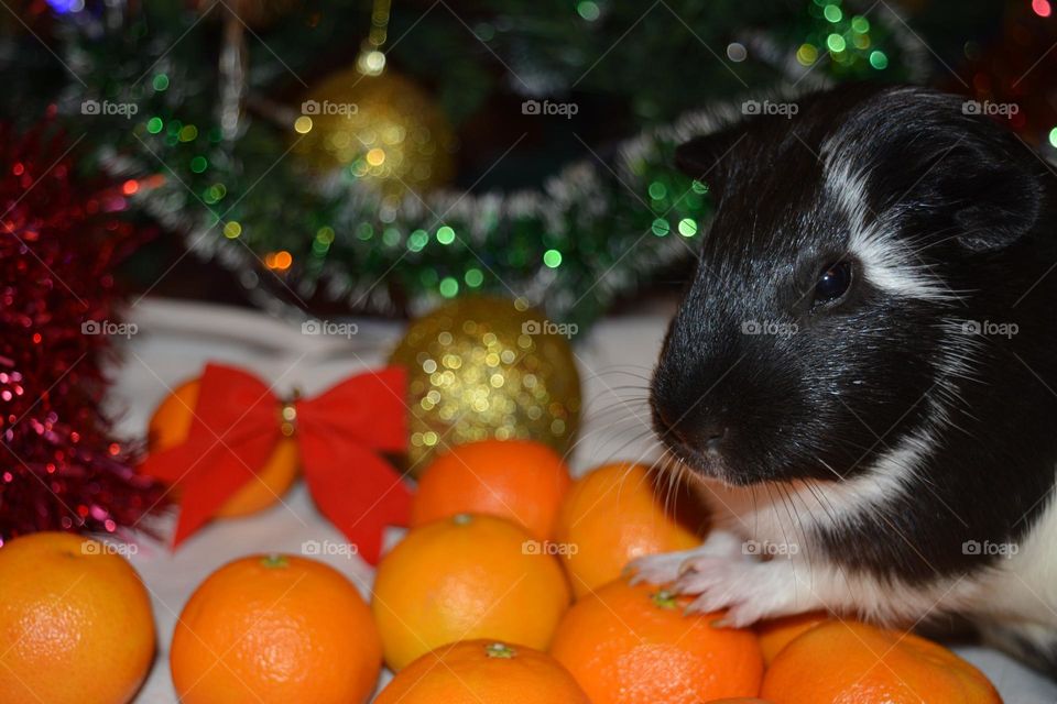 emotions surprise guinea pig beautiful portrait winter holiday