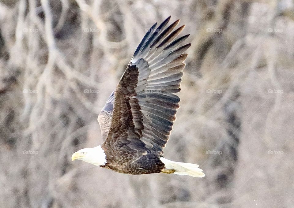 Amazing bald eagle flying!! 
