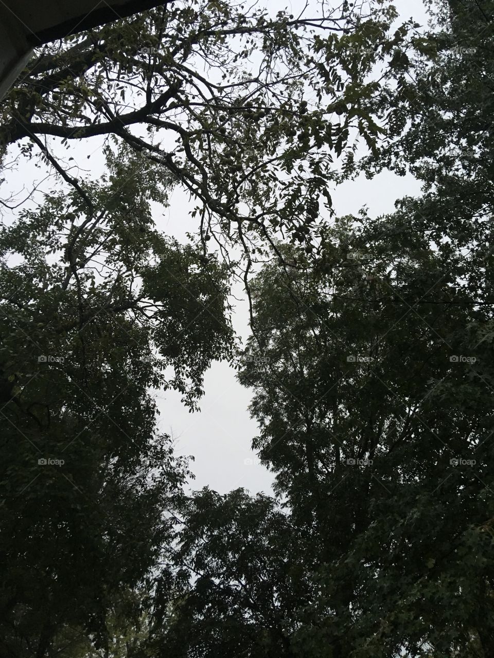 A heart in the sky! I can’t see this heart just looking up but when I take the picture there it is.