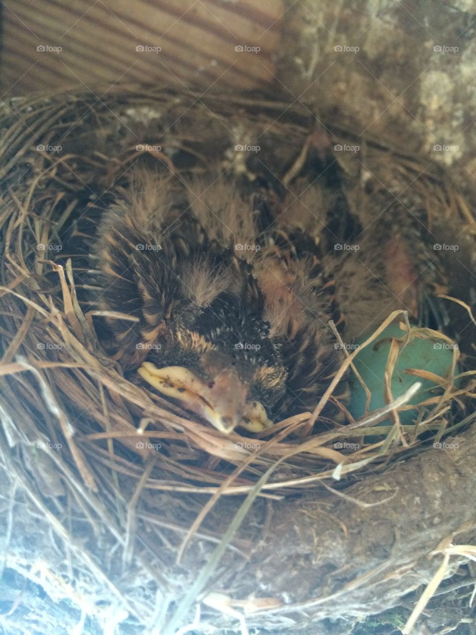 Inside the nest 