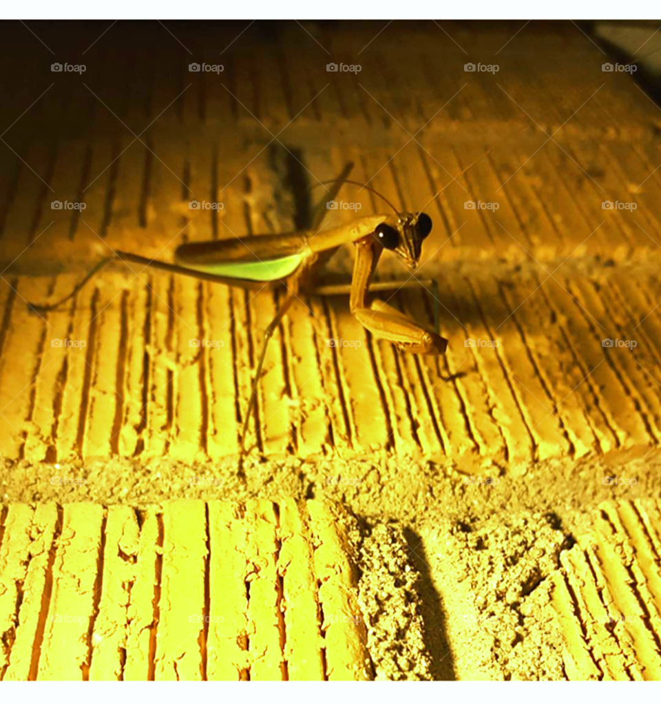 My first mysterious visitor