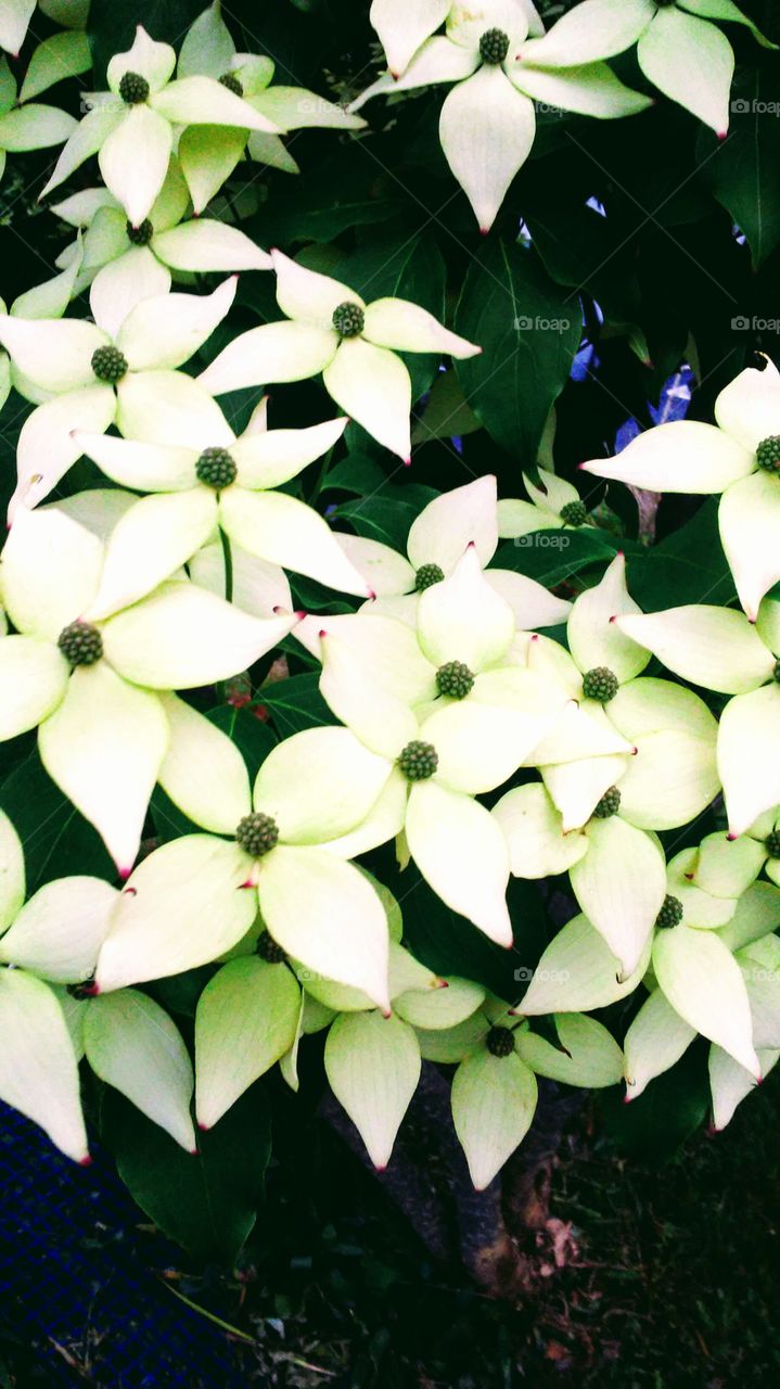 spring. flowers. beauty