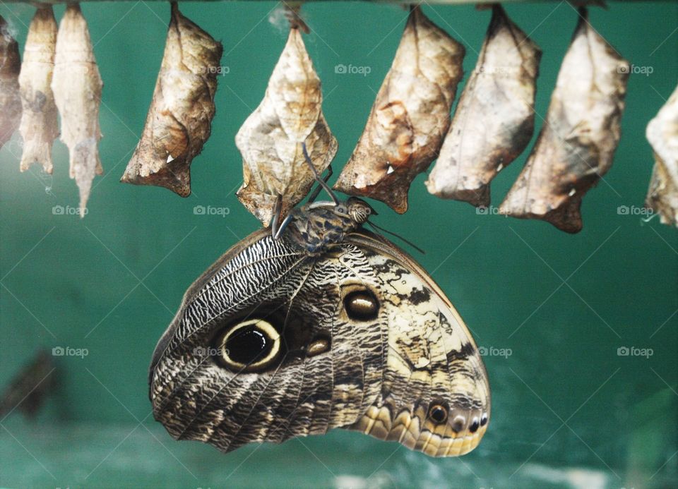 A large exotic butterfly resting on a cocoon 