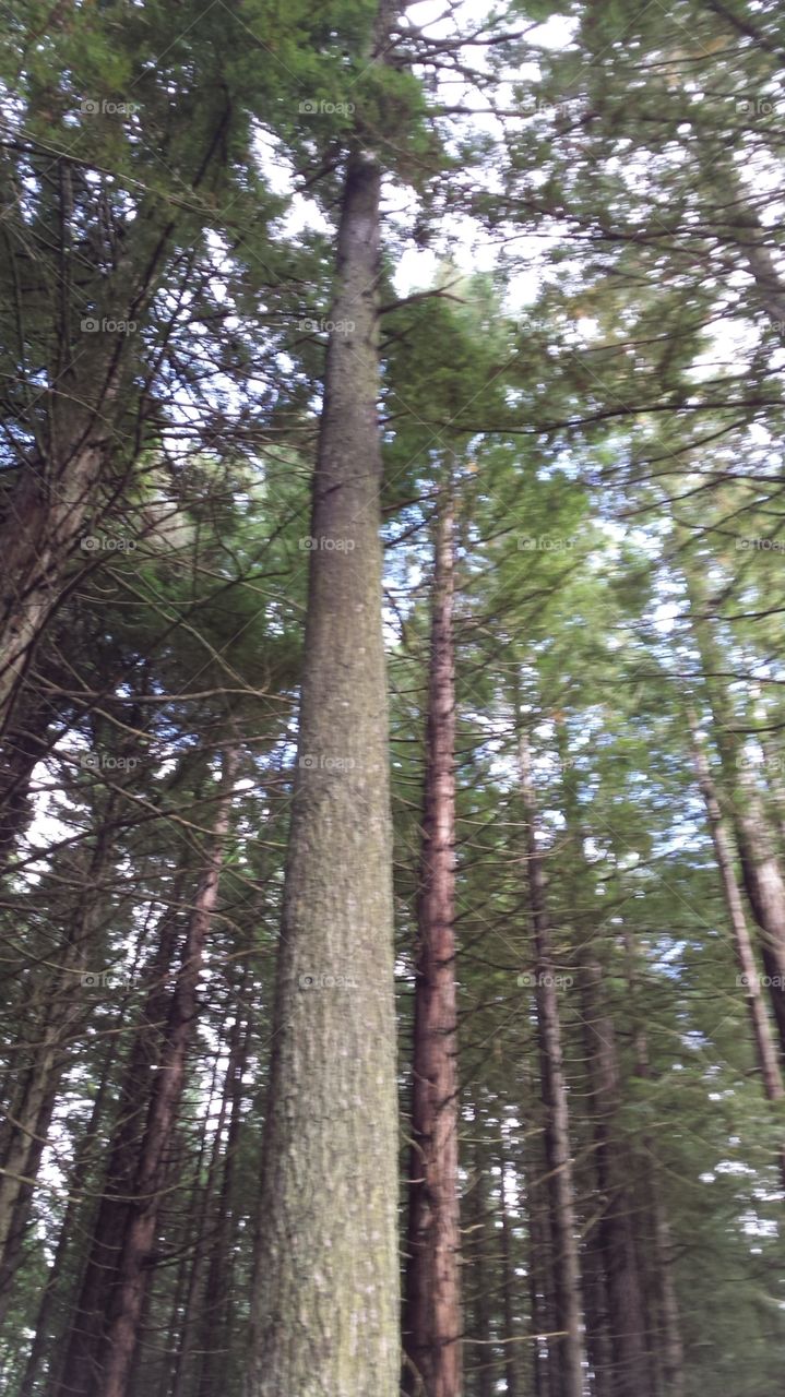 Tallest trees