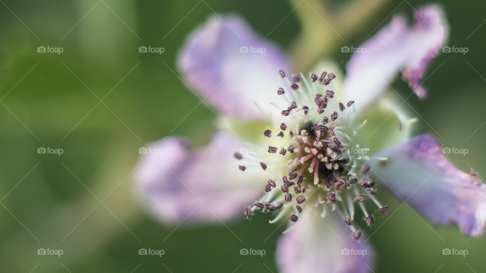 Blackberry Flower