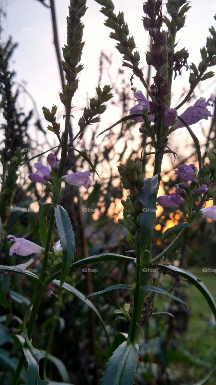 Plants at dusk. Friendship garden