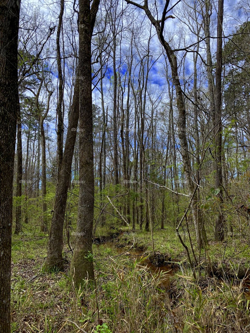 Forest Grass