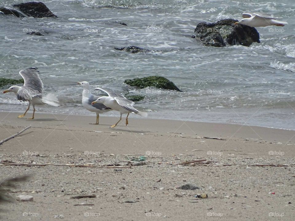 Seagulls on the beach