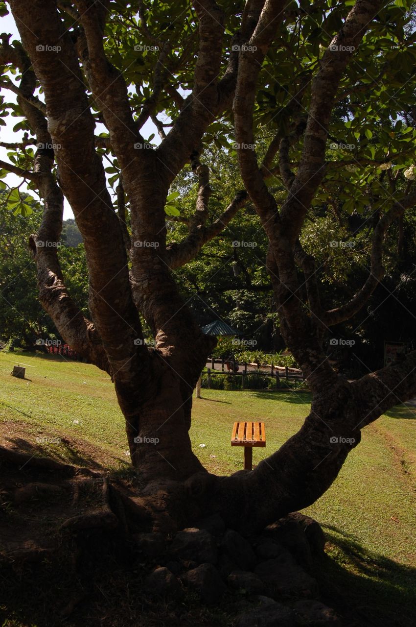 A bench in the park