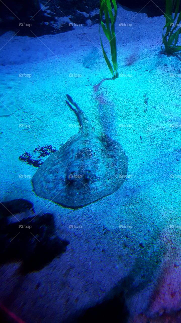 Stingray relaxing in the sand.