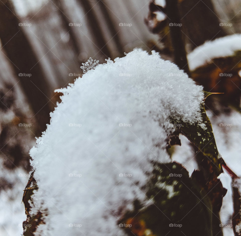 snow flake on a leaf in the woods