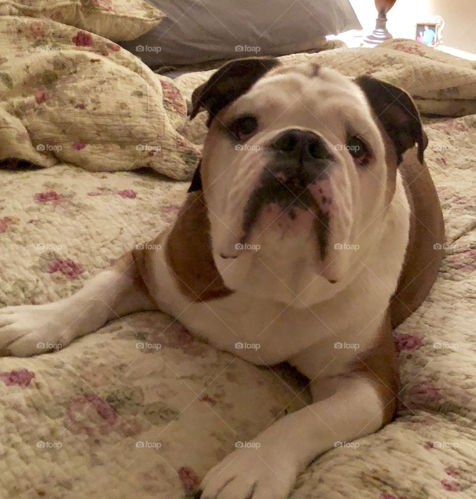 Winston my Handsome and spoiled English Bulldog ready for bed 
