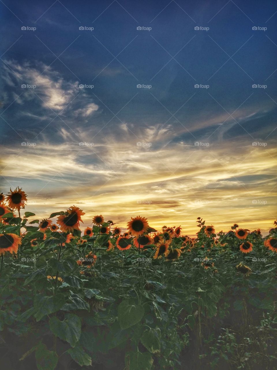 Sunflowers