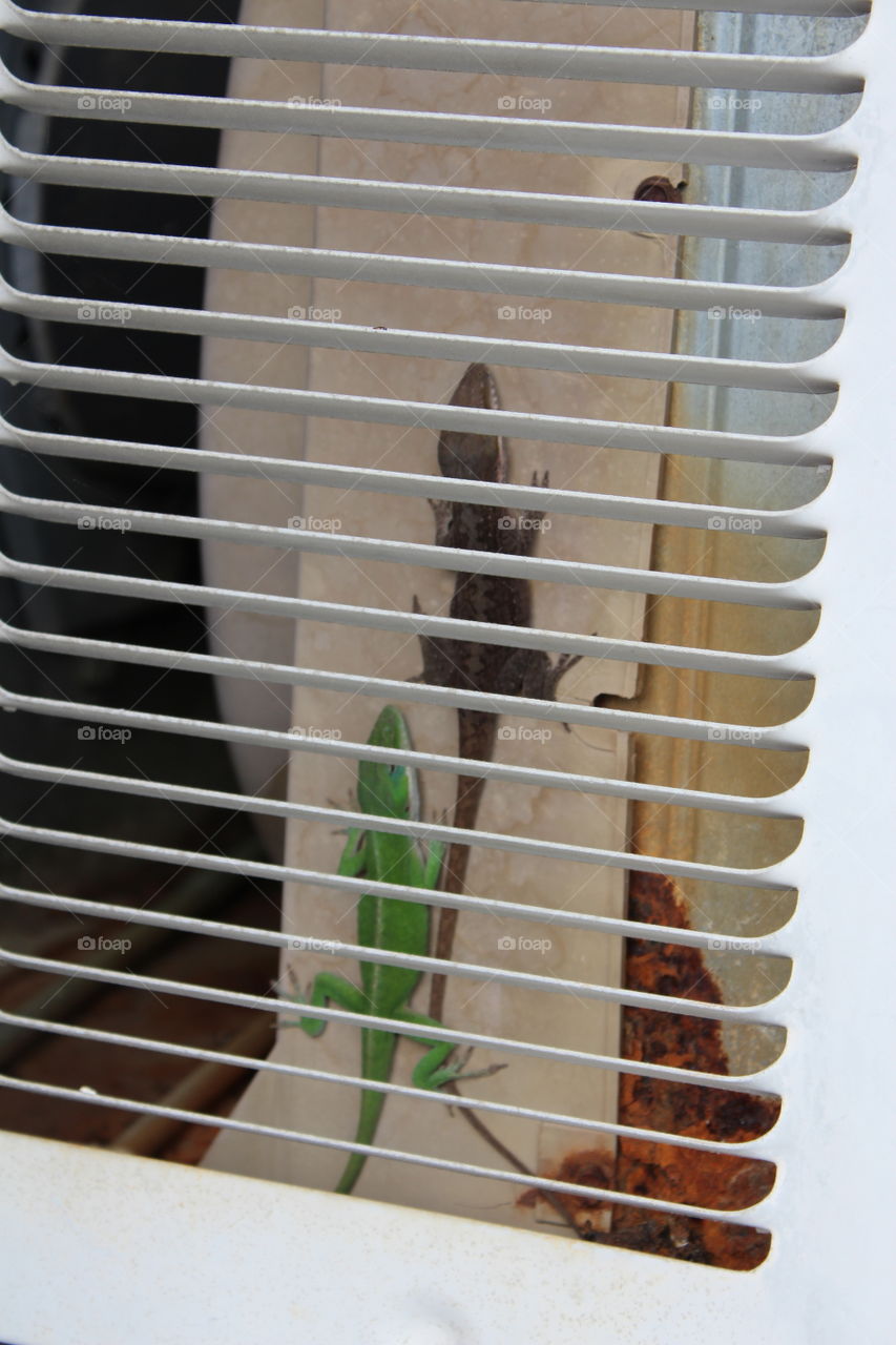 hiding in the air conditioner