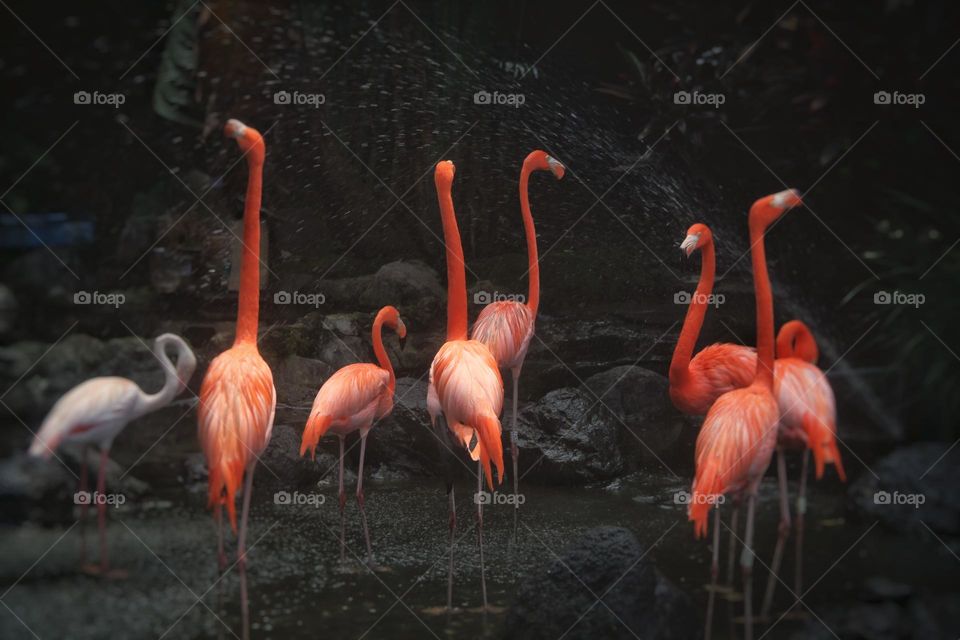 flaminggo