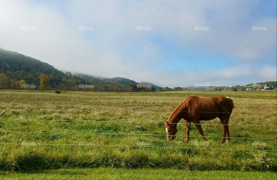 horse grazing in the field with fog in the mountains