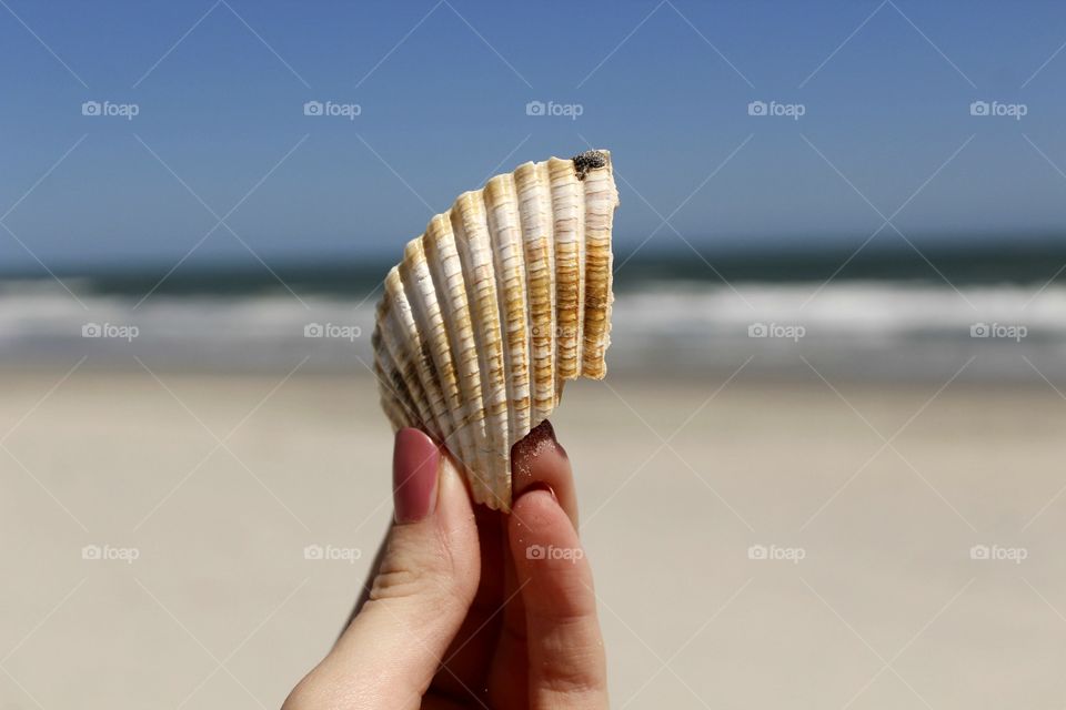 Shell at the Beach 