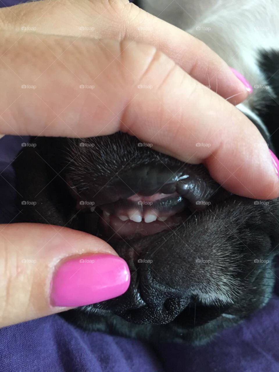Frenchbuldog tooth