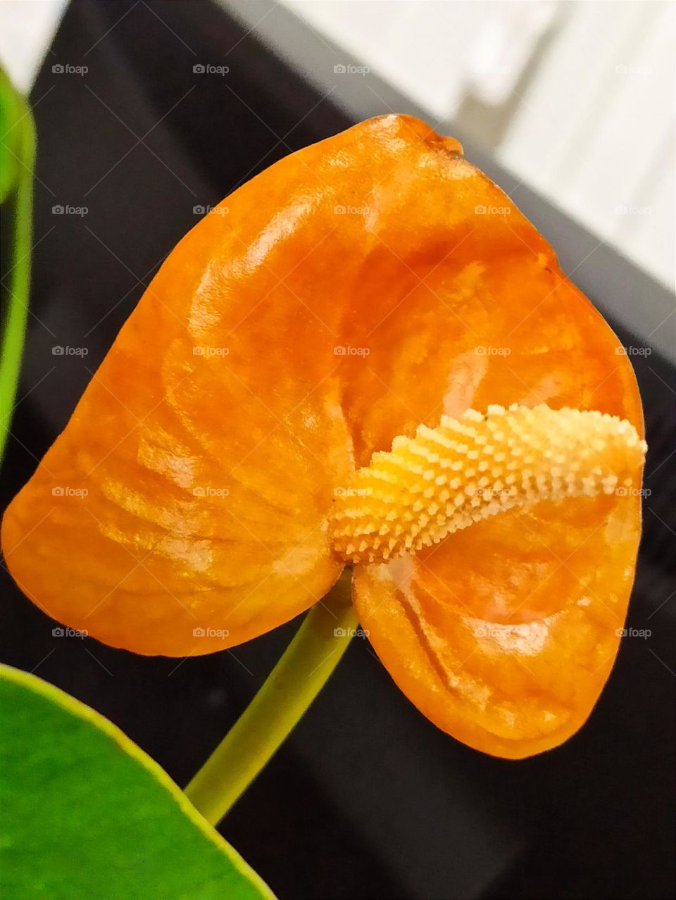 Anthurium Andre or "male happiness"