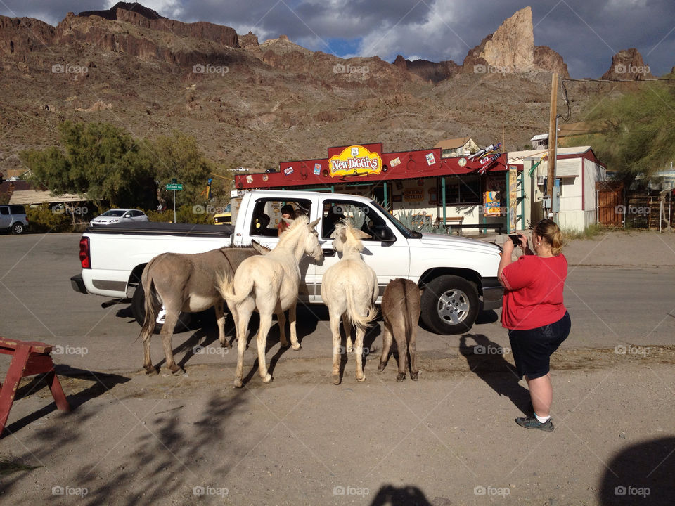 food tourists wild looking by arizphotog