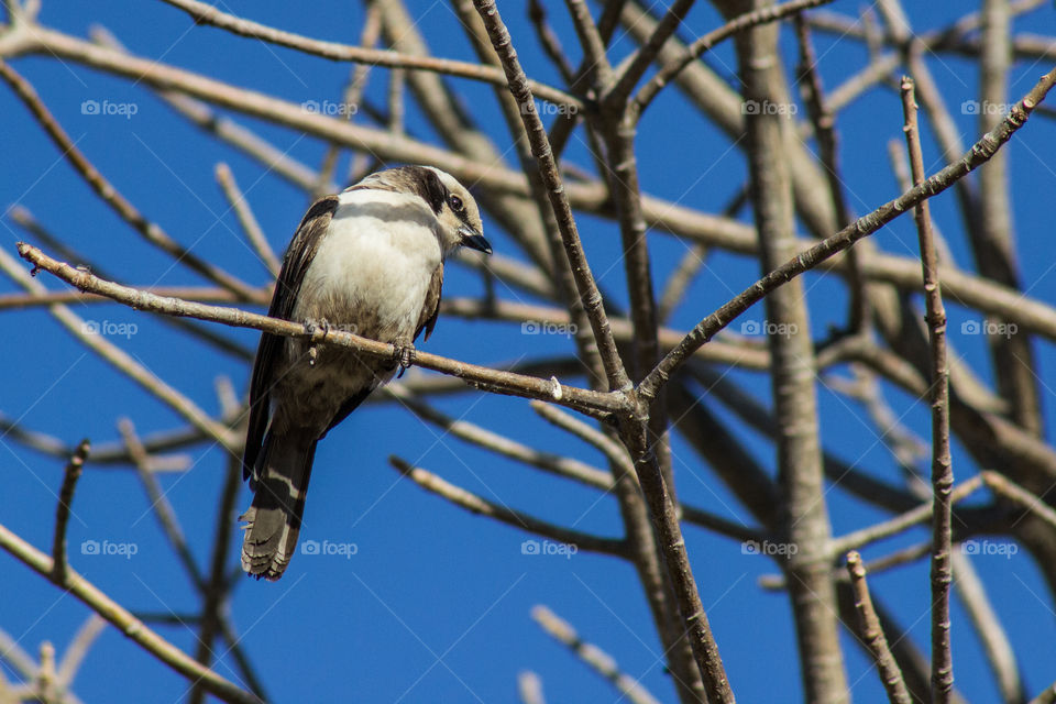 bird looking down at somethin