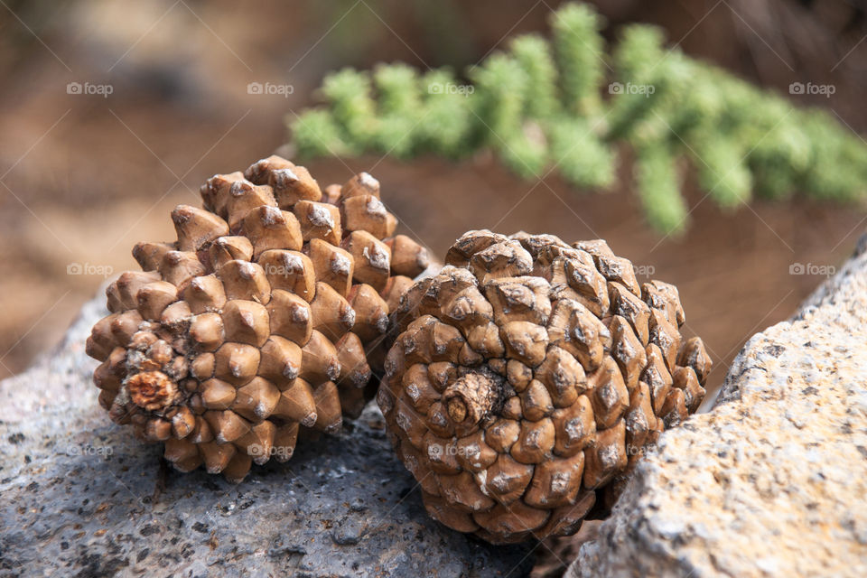 Pine cones (Canary Islands)
