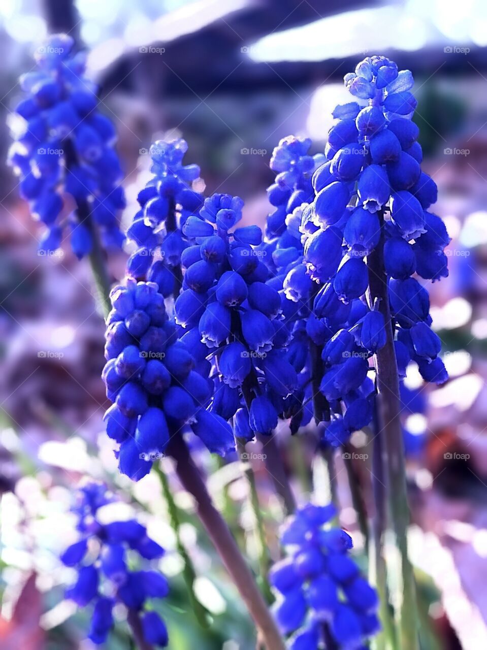 Blue Grape Hyacinth or Muscari