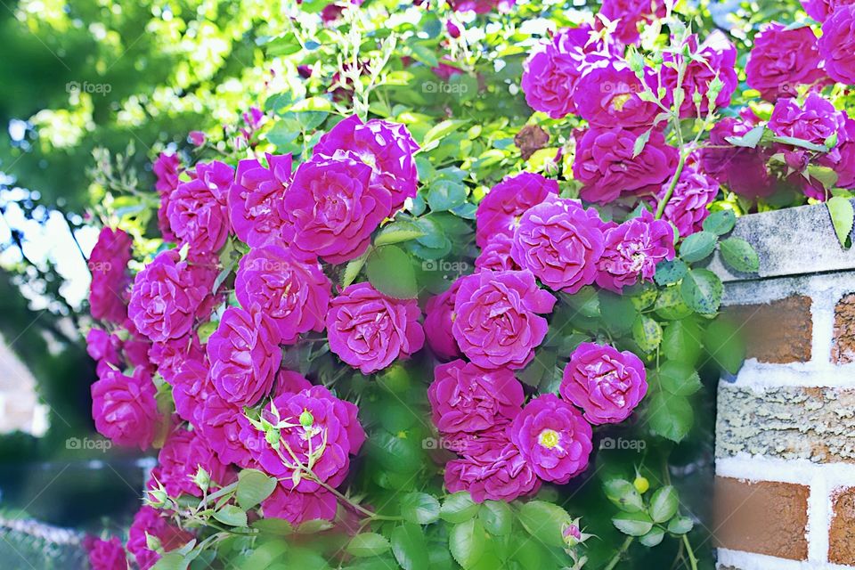 Flower, Flora, Nature, Garden, Floral