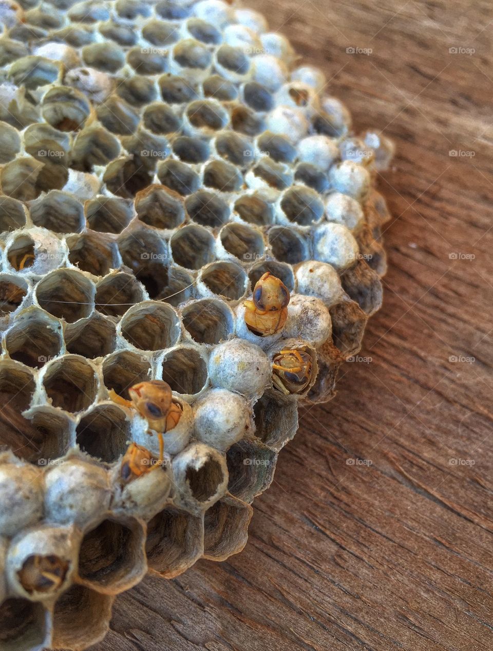Beeswax, Beehive, Honey, Bee, Honeycomb