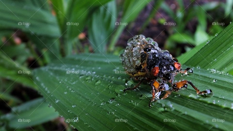 A Wet Cicada