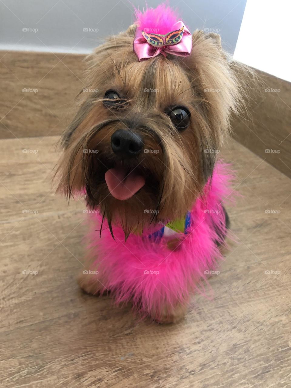 Dog on the ground dressed for Carnival 