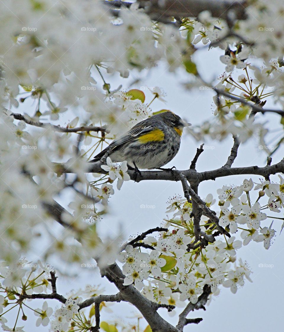 spring time bird watching at park in the city of Sacramento California