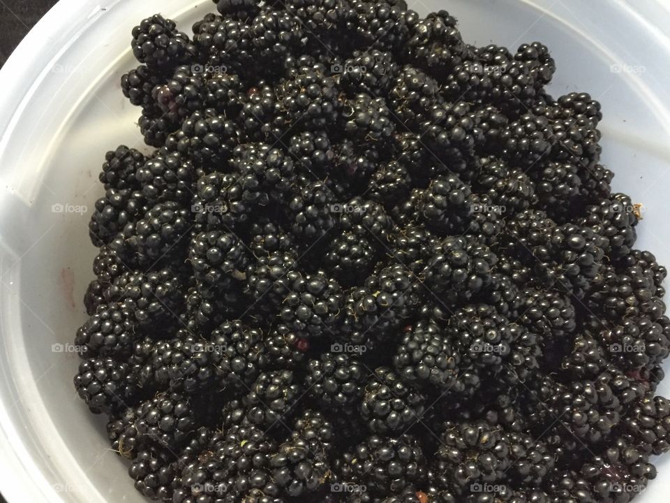 Bucket of blackberries