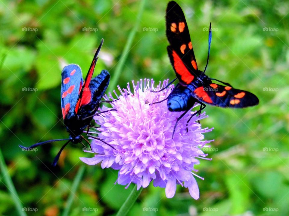 Two bright red and blue moth insects on a purple flower head with green grass and foliage in the background