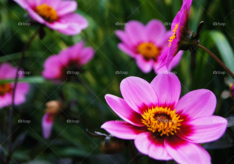 Close-up of perennial flower