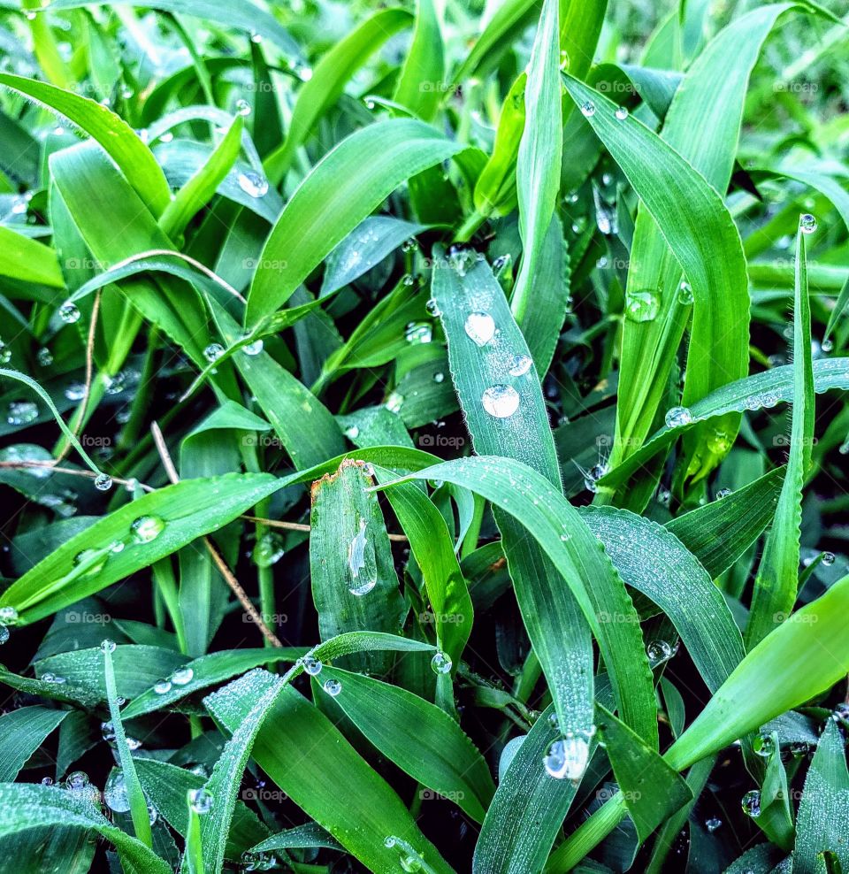 My favourite scent is freshly cut grass or simply green grass at dawn or after a light rain. I think the greens are peaceful and the dew drops balance on each blade adding depth and character to an entire world we can't easily see.